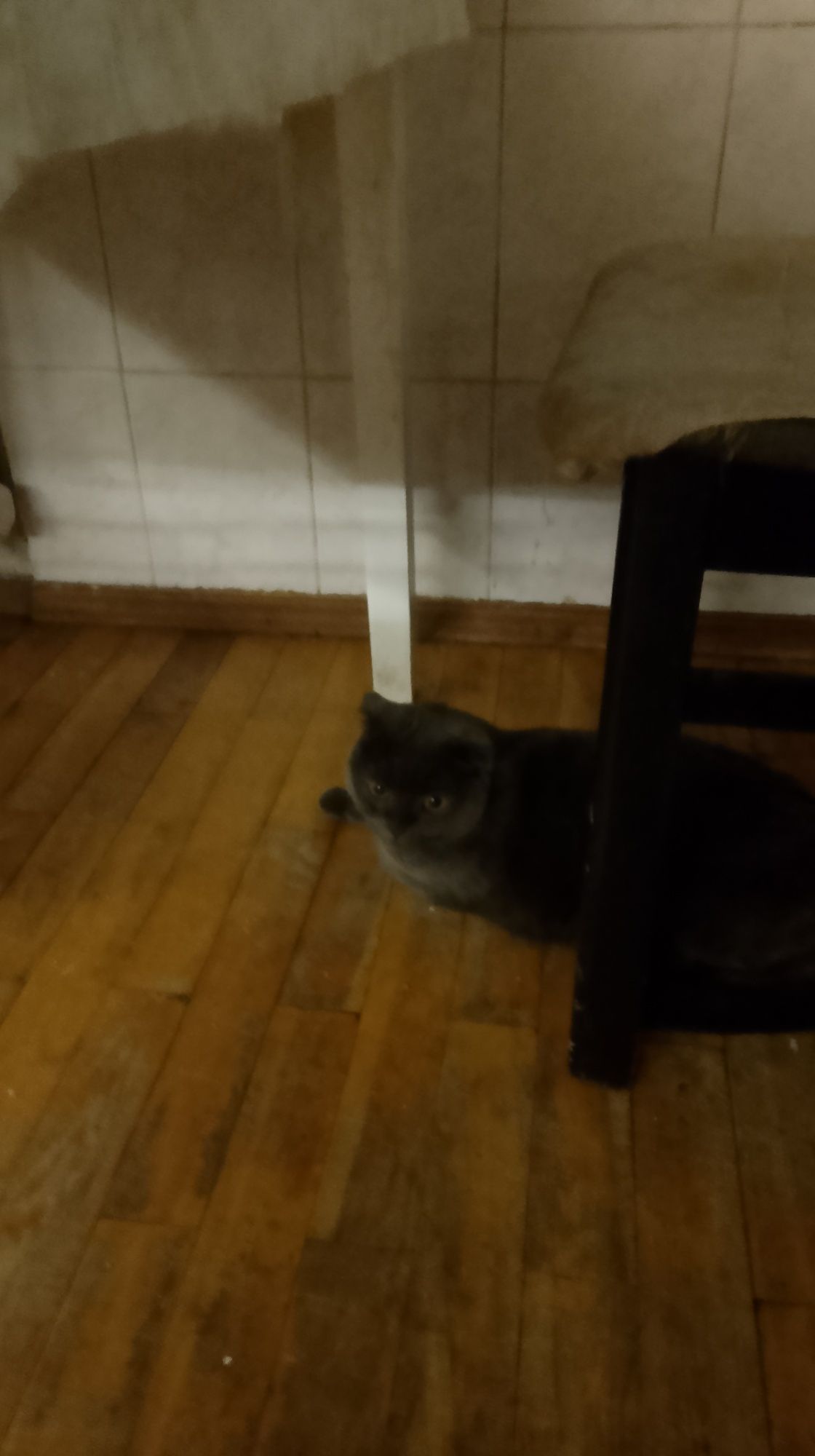 Скоттиш фолд в дар