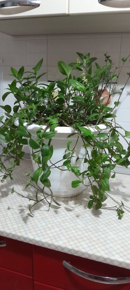Продам комнатные цветы