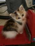 отдам котенка милая