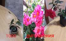Цветы   разные  цветы
