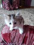 Животные котенок