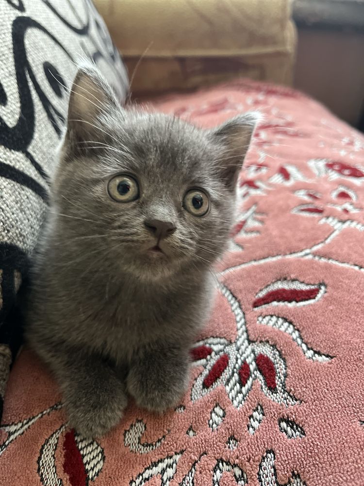 Котенок, в добрые руки!!