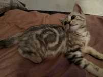 Котенок скоттиш страйт