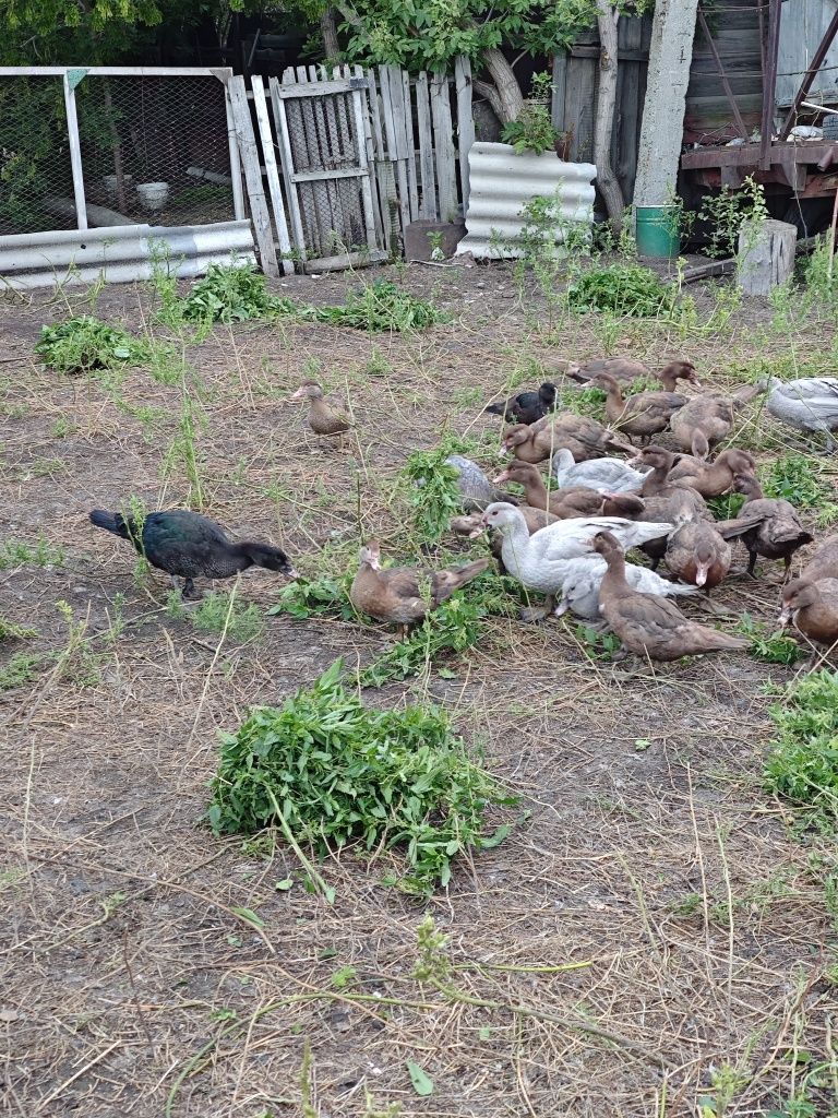 Продам  утак  вся птица породная тяжолая линия.