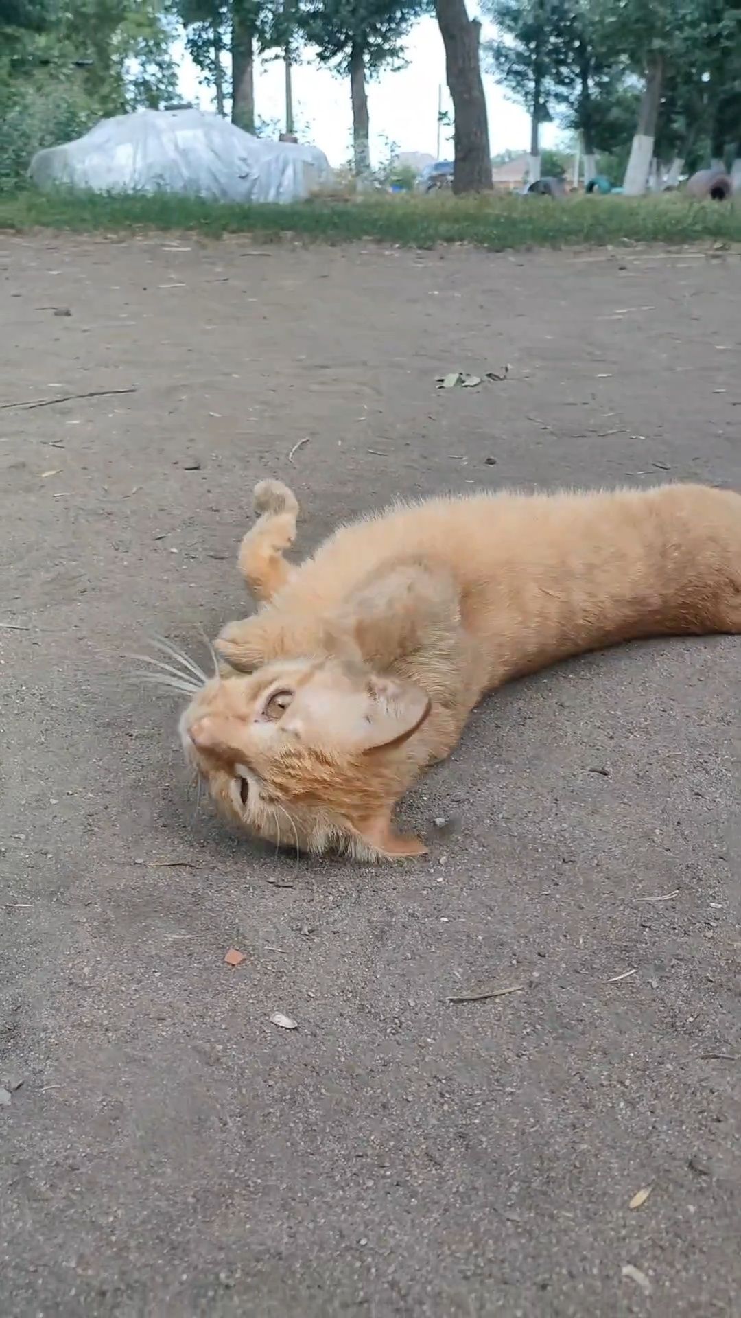 Кот, ручной, ласковый, кастрирован