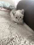 отдам котёнка, девочка