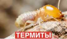 Уничтожение термитов гарантия 100%.Қандаланы,тарақанды улау.Арзан баға