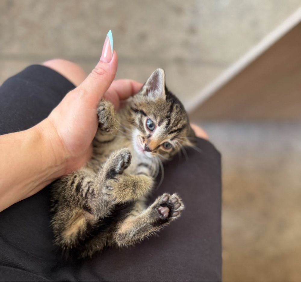 Милые котята  ищут дом!
