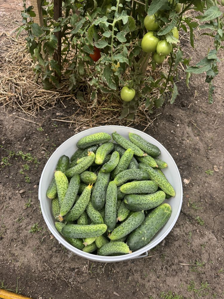 Продам огурцы ………