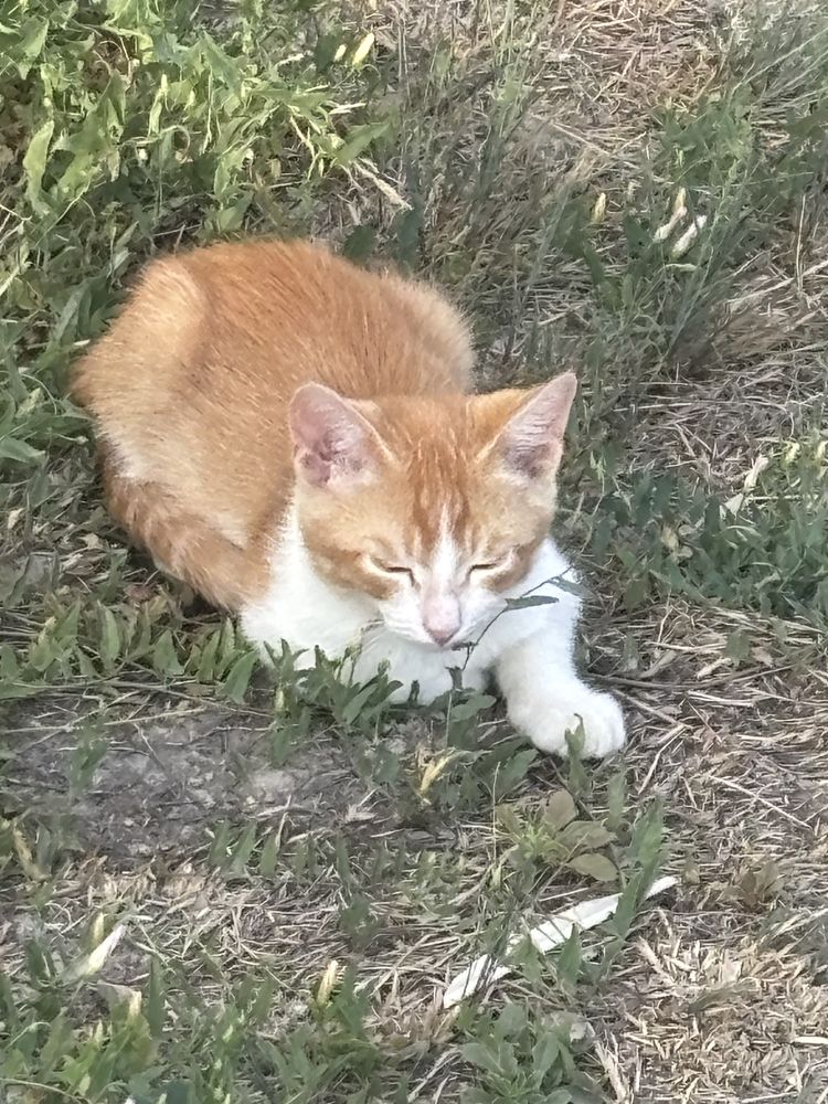 Котенок бесплатно