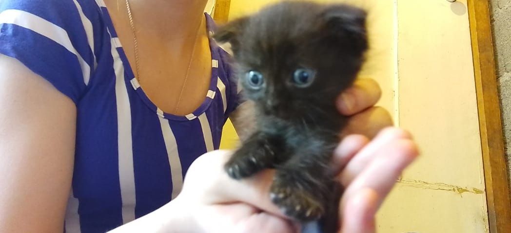 Продам котят от вислоухой кошки.