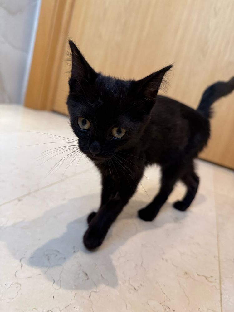 Отдам котенка девочка 3 месяца
