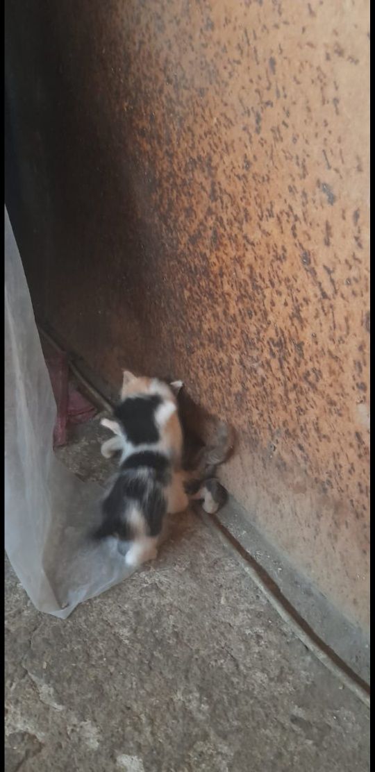 Котята бесплатно