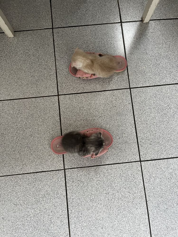 Котята 2 месяца (папа шатлендец-шиншила )