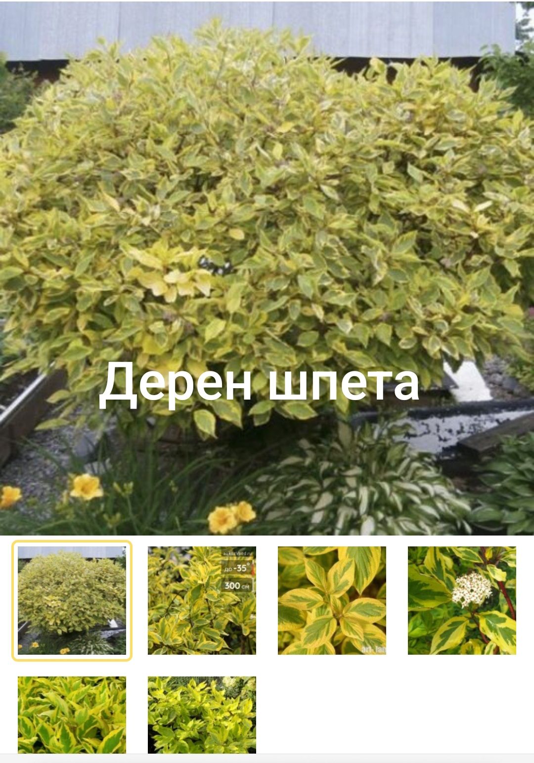 Продам рассаду хризантемы