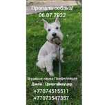 Пропала собака Джой
