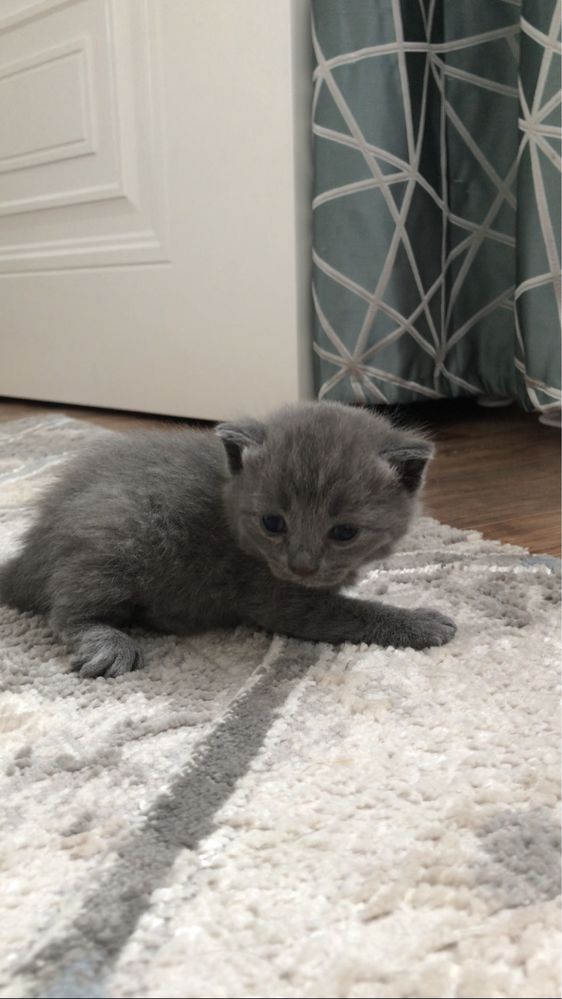 Котят британцы домашние