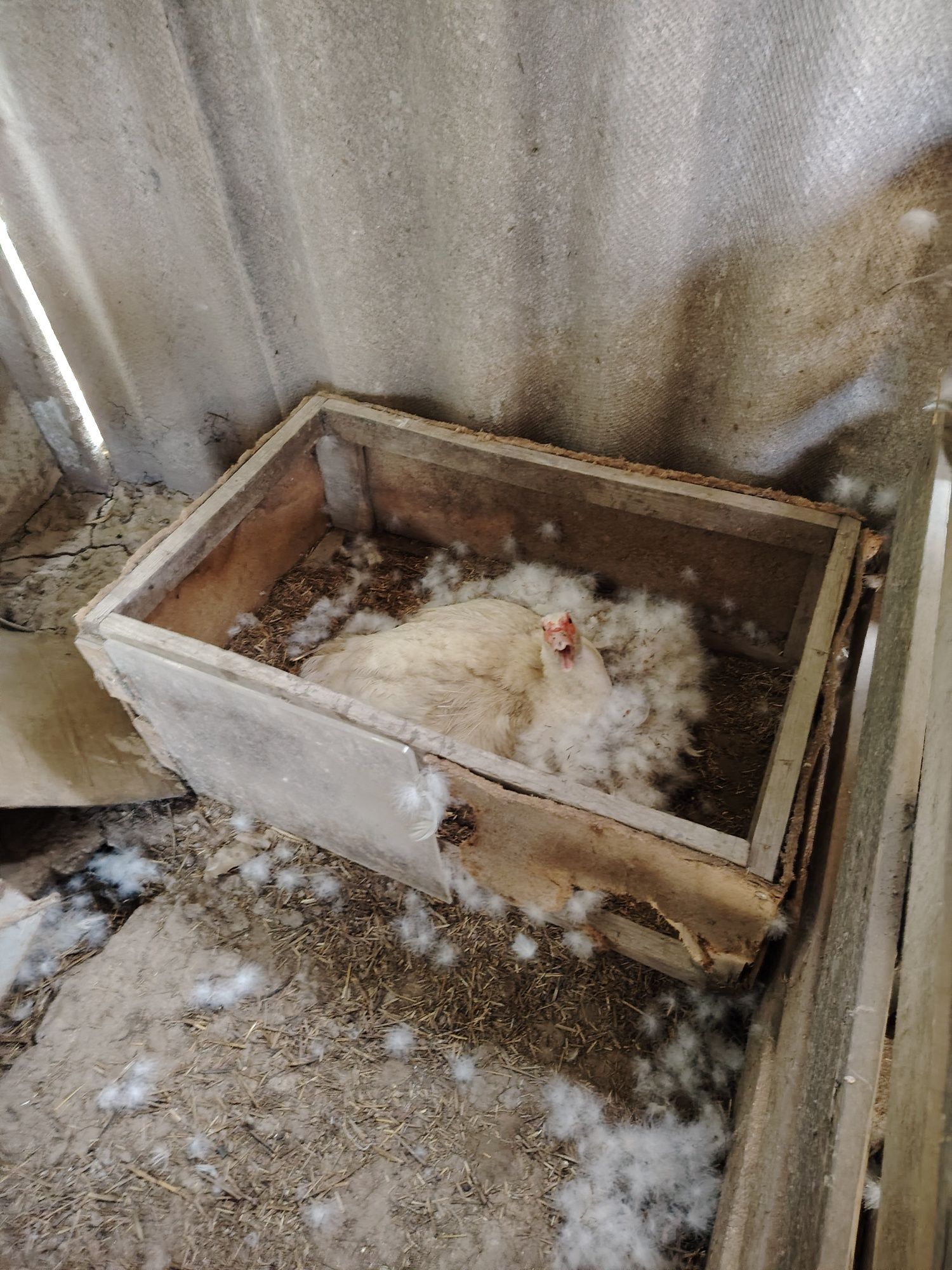 Продам индоуток чисто белые