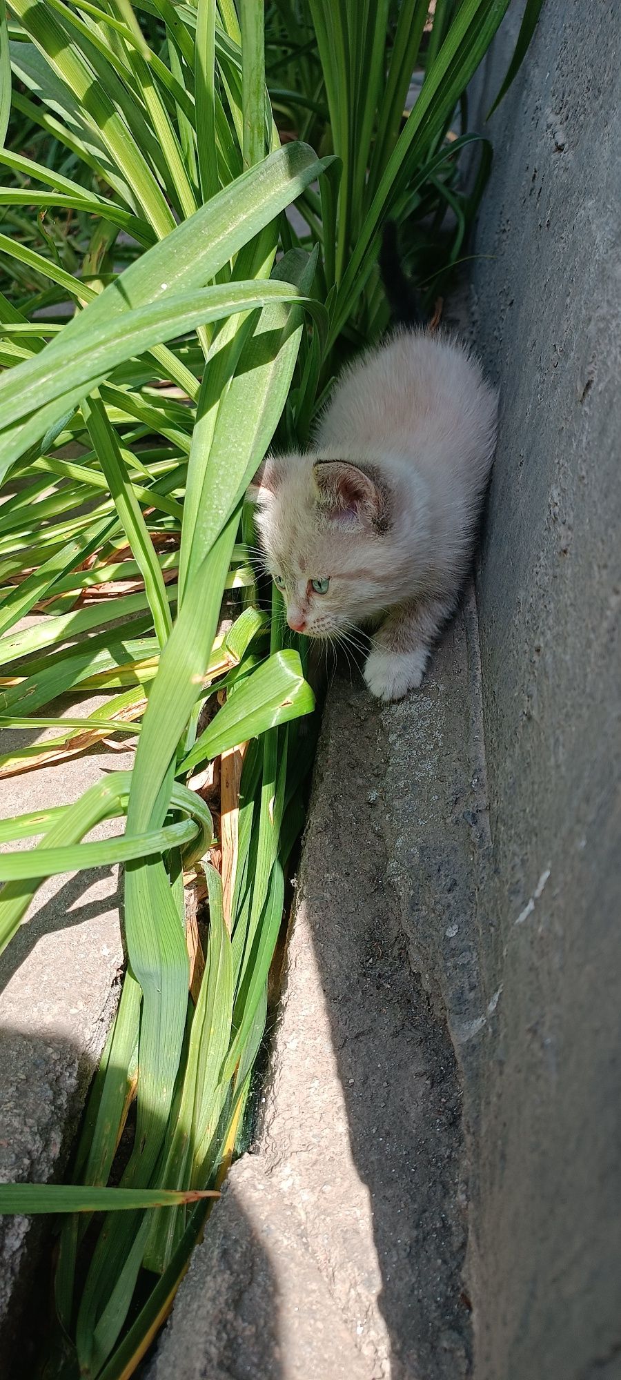 Кошечка ищет новый дом