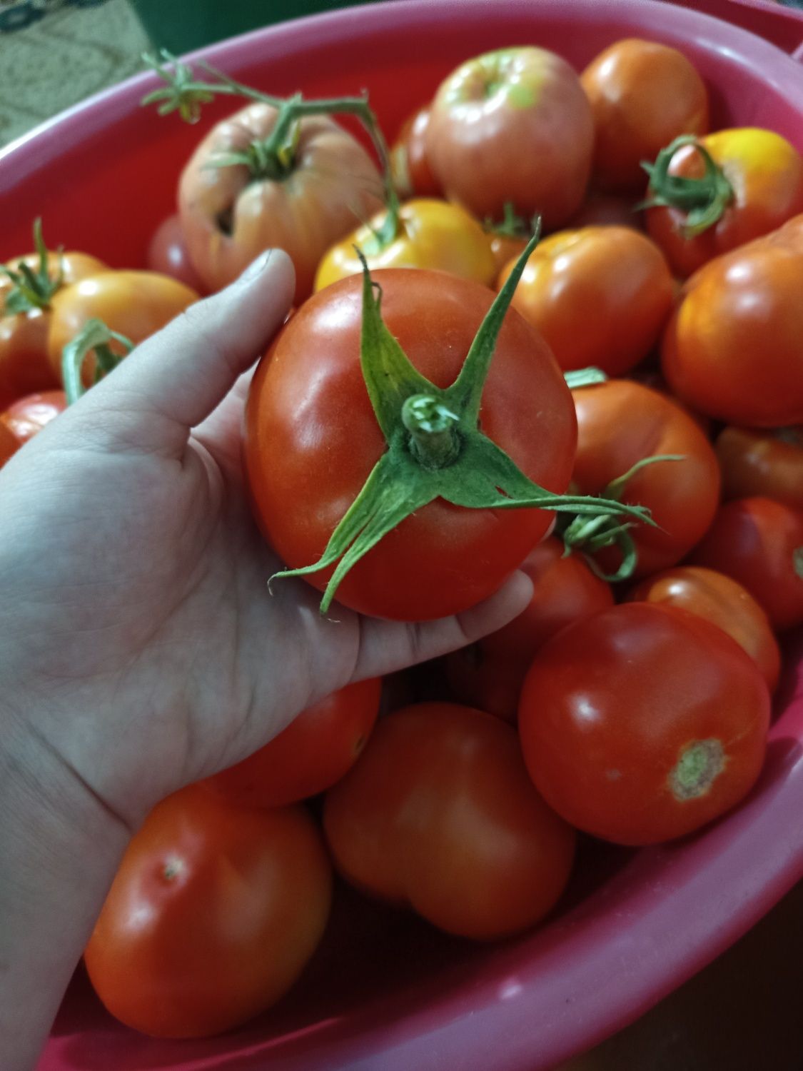 Продам помидоры домашние