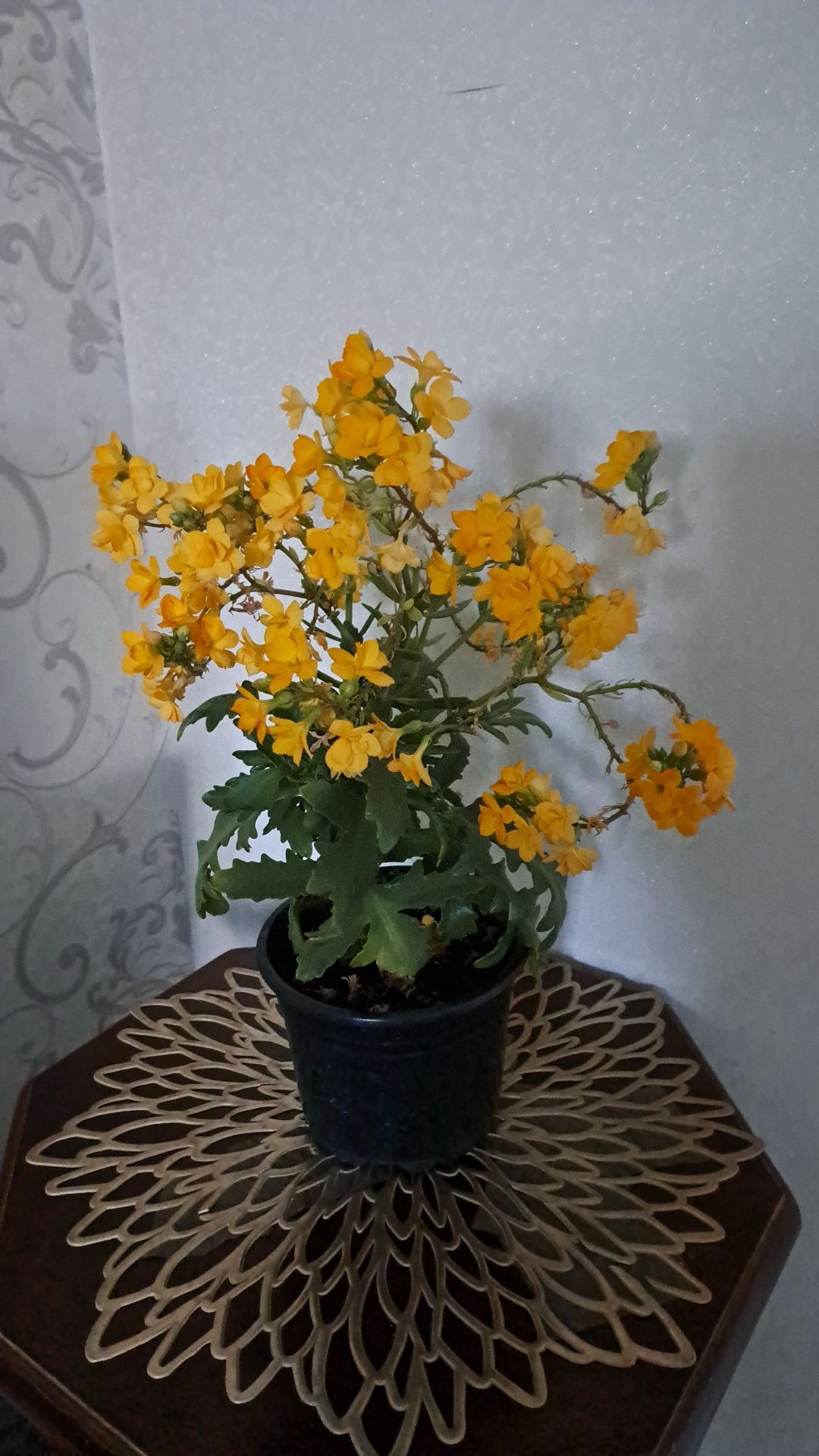 Цветы комнатные разные