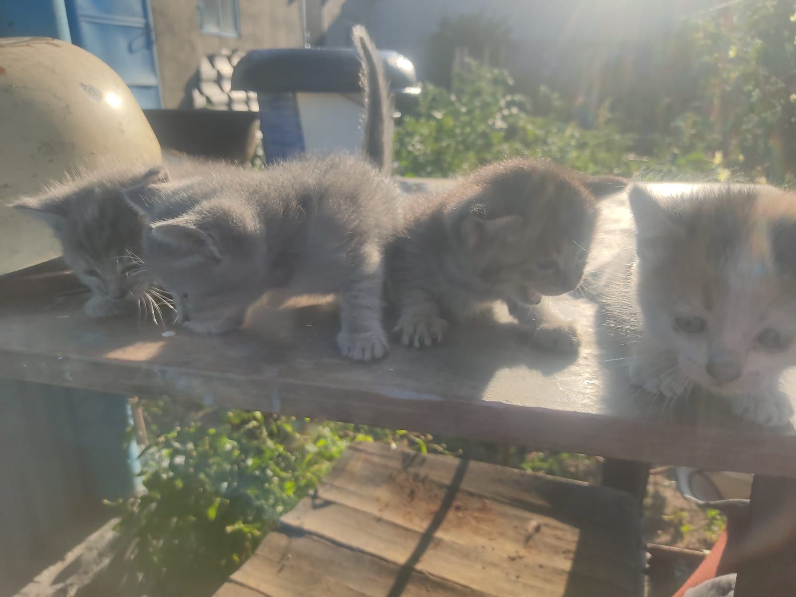 Отдам котят бесплатно