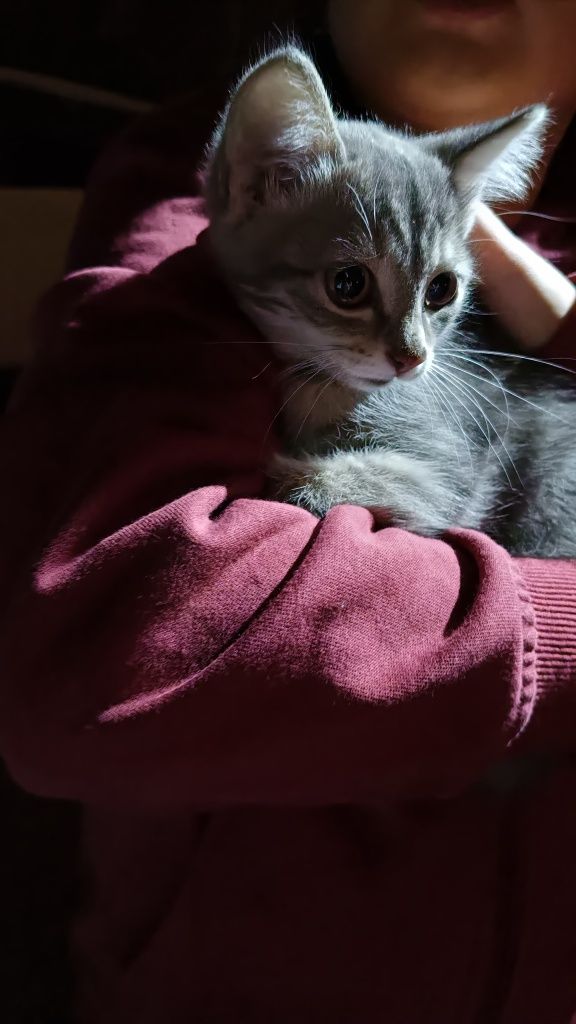 Нашли котёнка возле подьезда.