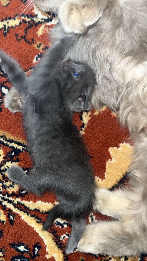 Котенок вислоухий