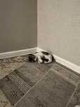 Котенок отдадим бесплатно