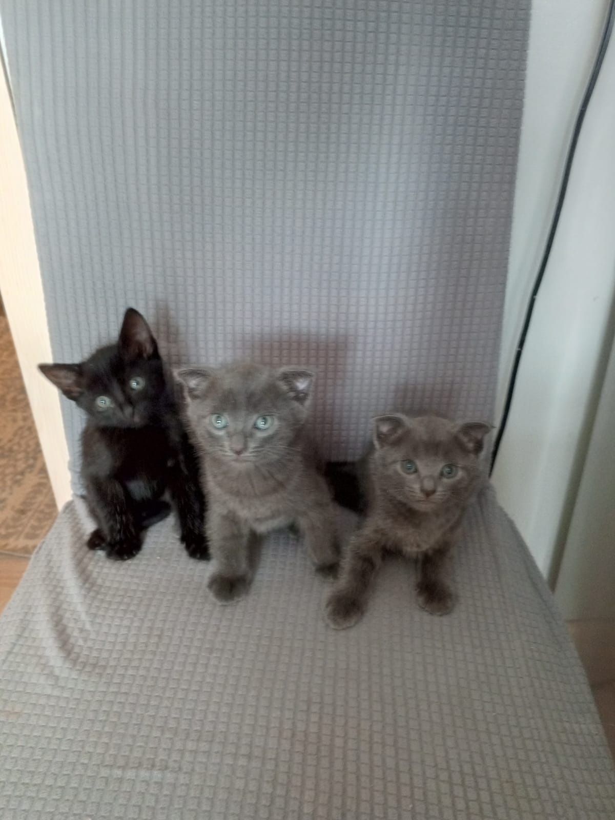 Кошка домашний хороший