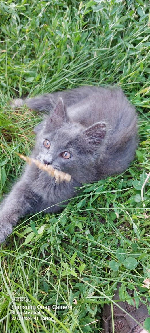 Британские котята.