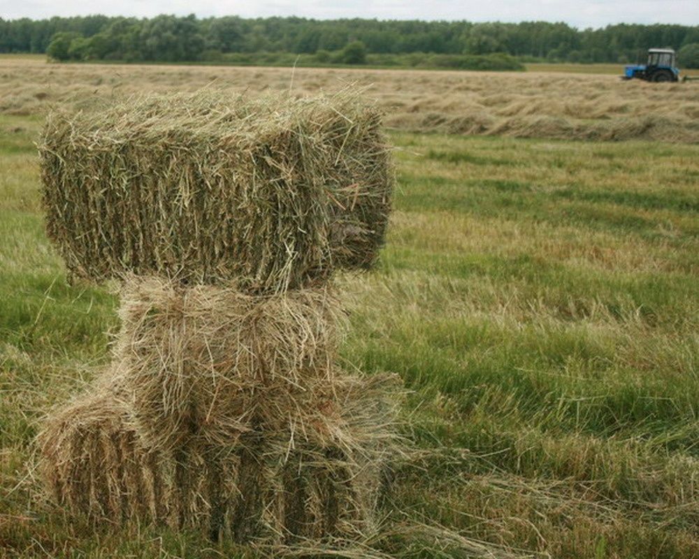 Продам сено тюкованное.