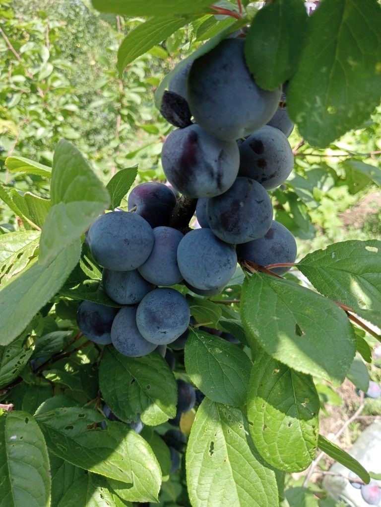 Продам дачную сливу, ещё на дереве, сладкая.