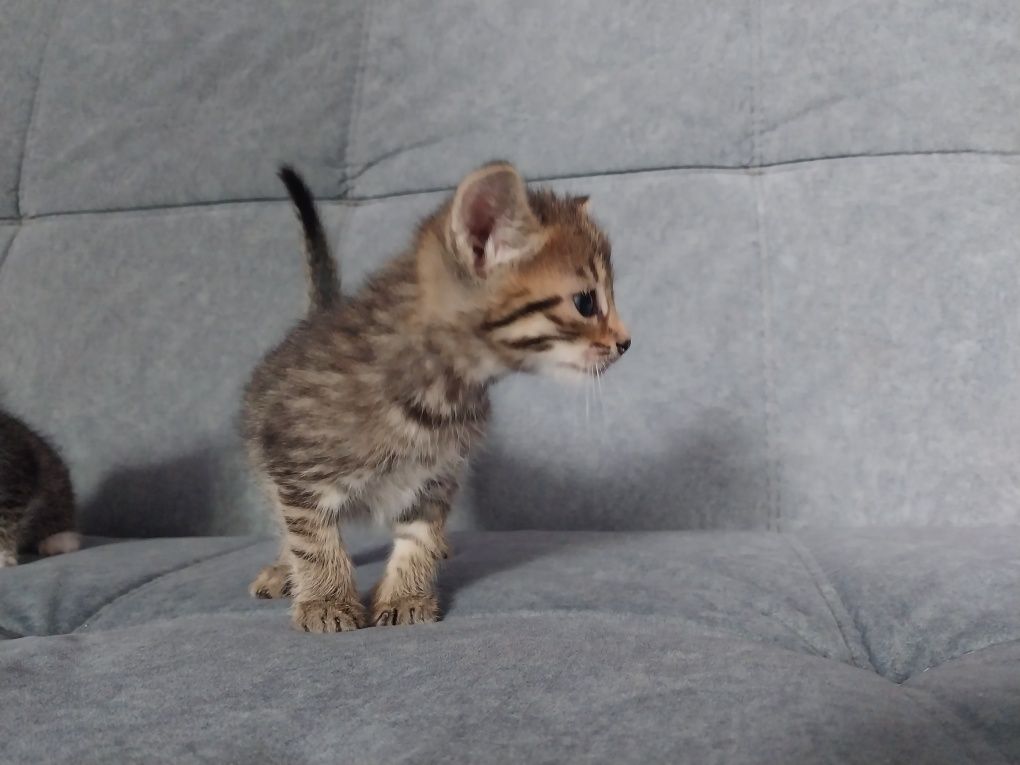 Отдам даром котят