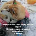 пес породы сибирский хаски