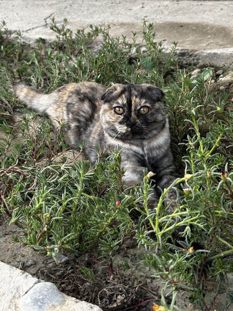 Скотишфолд по имени Стефа
