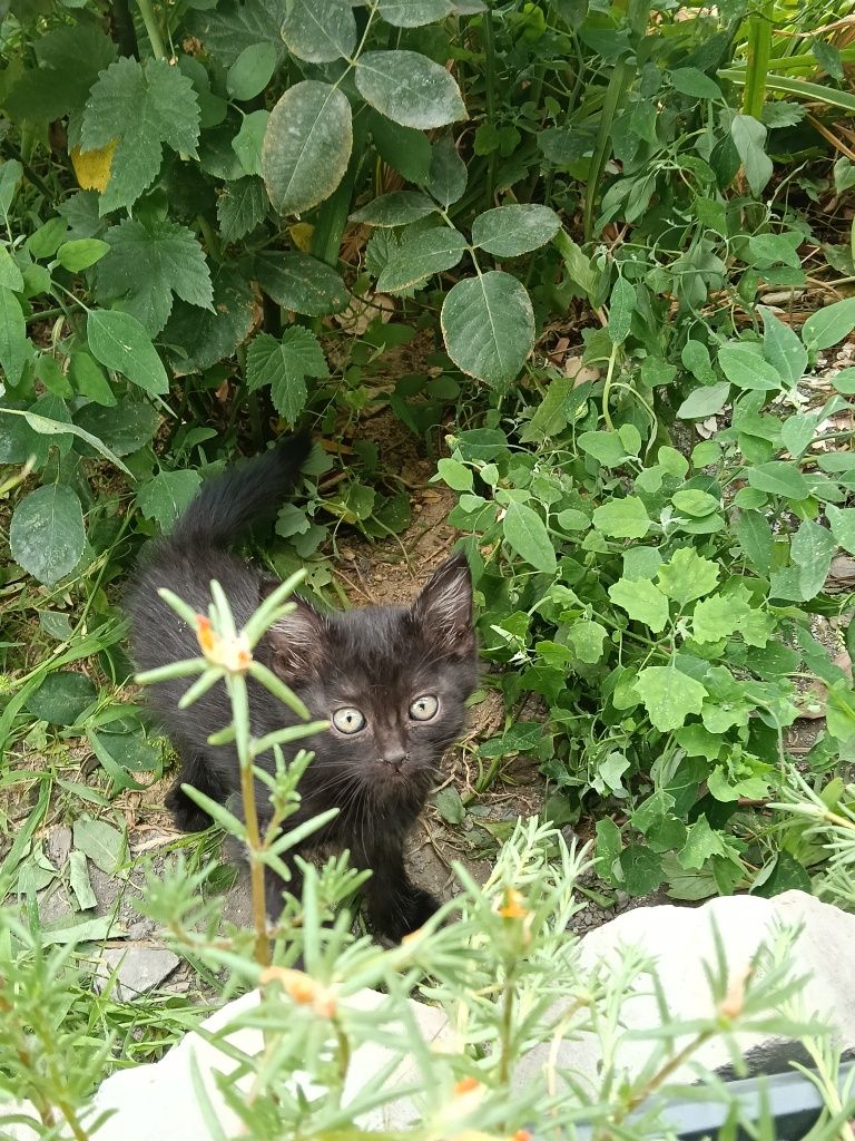 Отдам котенка (девочку)
