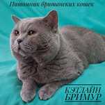 Британские котята из питомника!