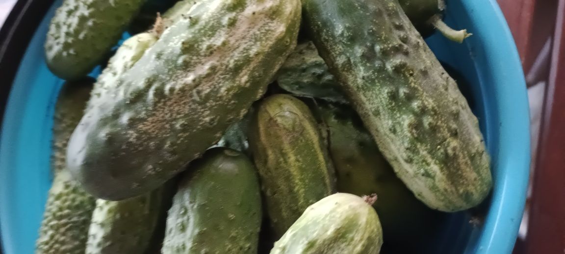 Продам огурцы домашние