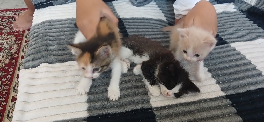 Кошка котята в добрые руки
