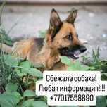 Пропала собака. Овчарка, молодая, добрая
