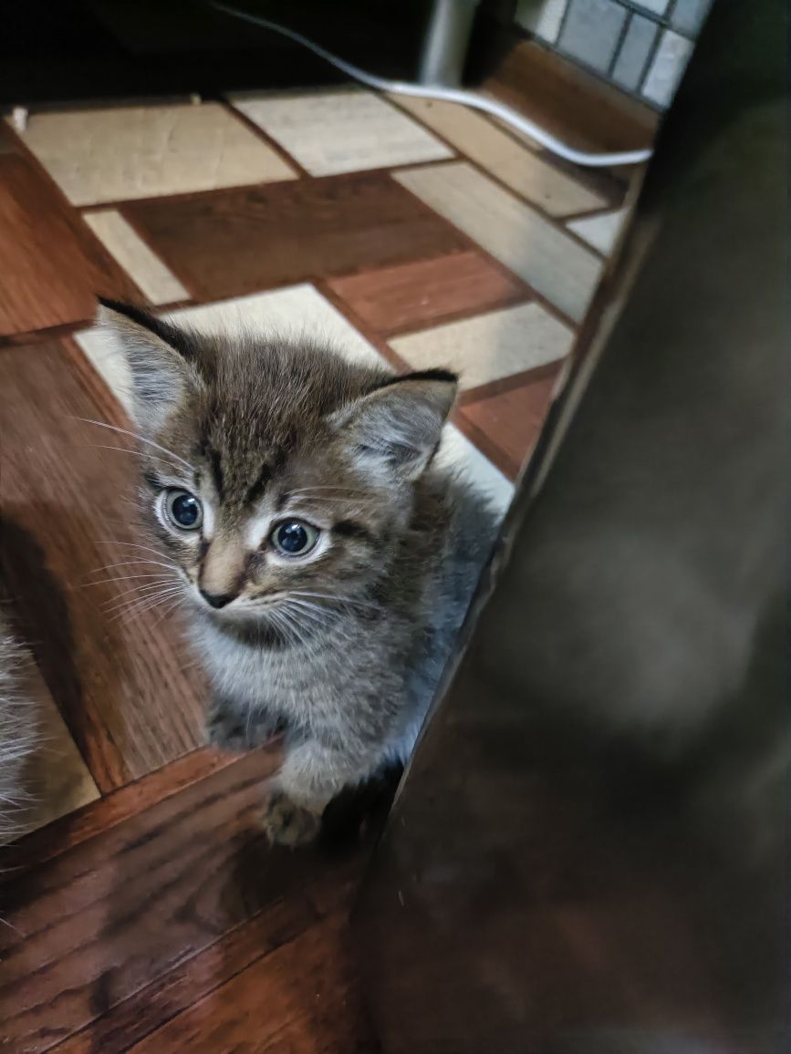 Отдам котят бесплатно