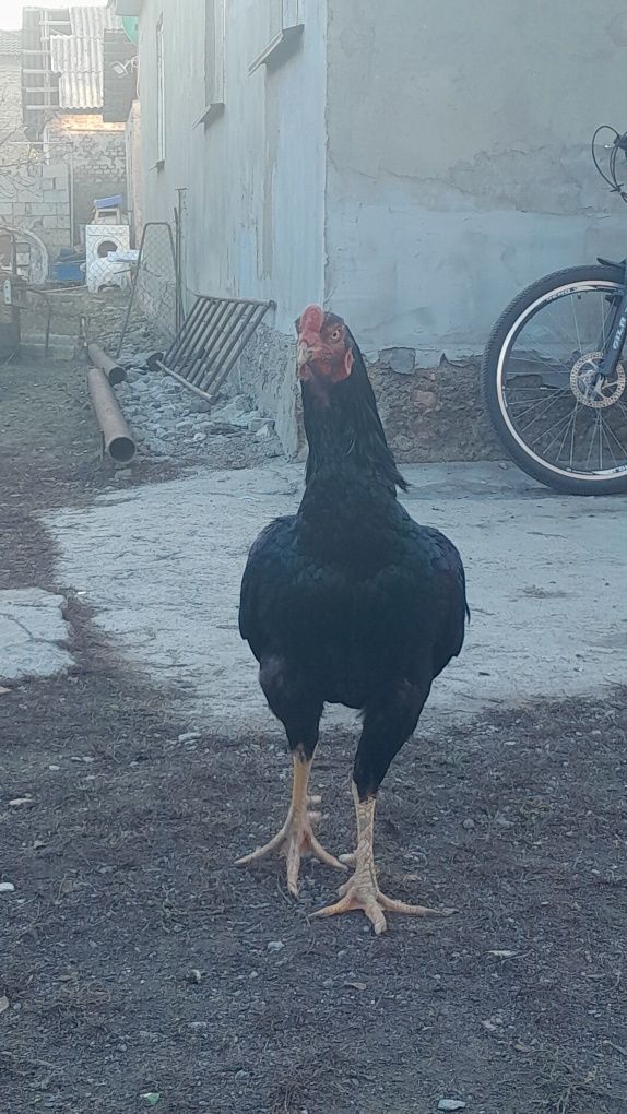 Дакан,бойцовский