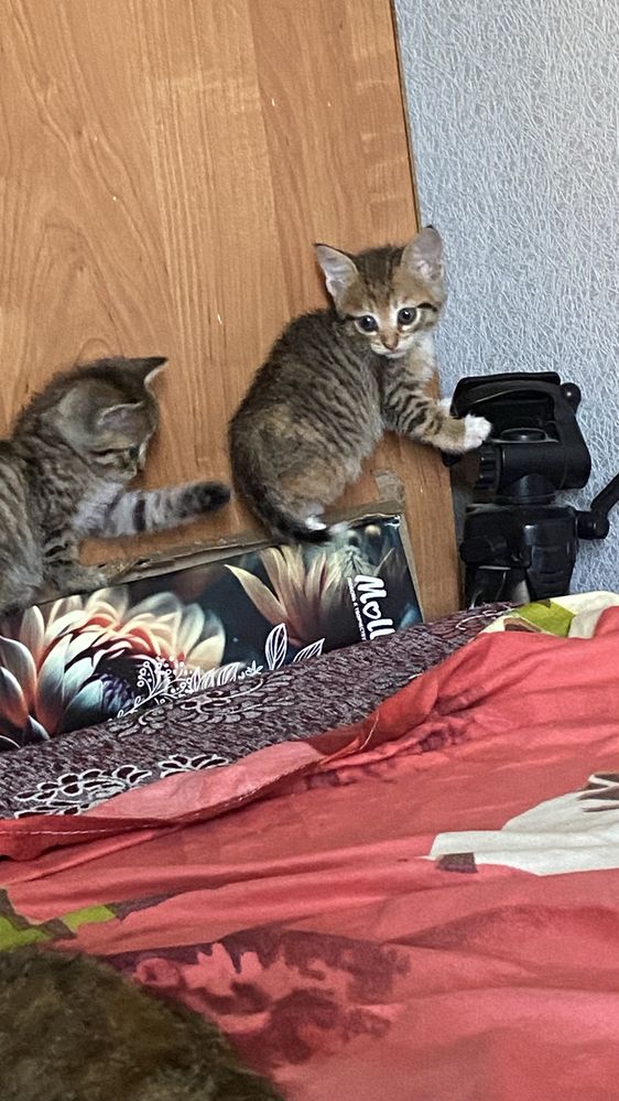 Отдам котят бесплатно