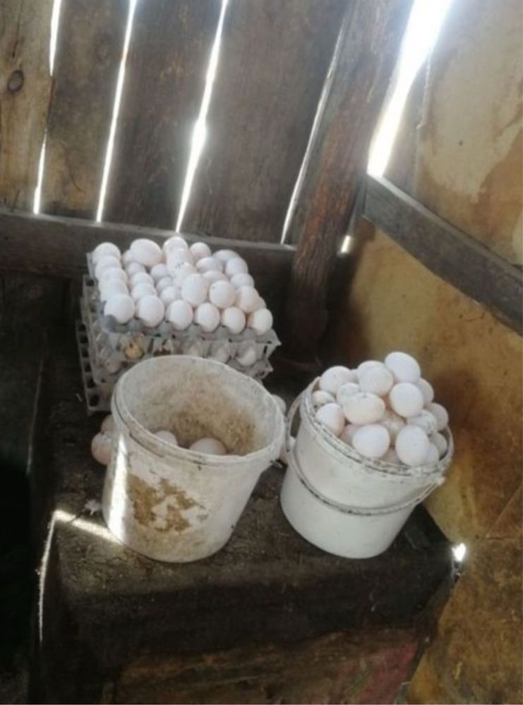 Куры несушки годовалые