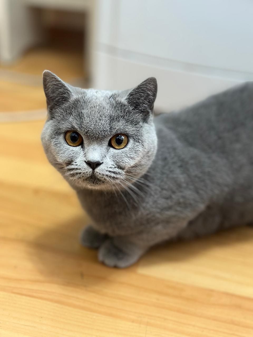 Кошка шотланский девушка