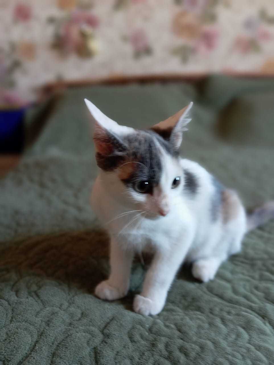 Котенок в новую семью