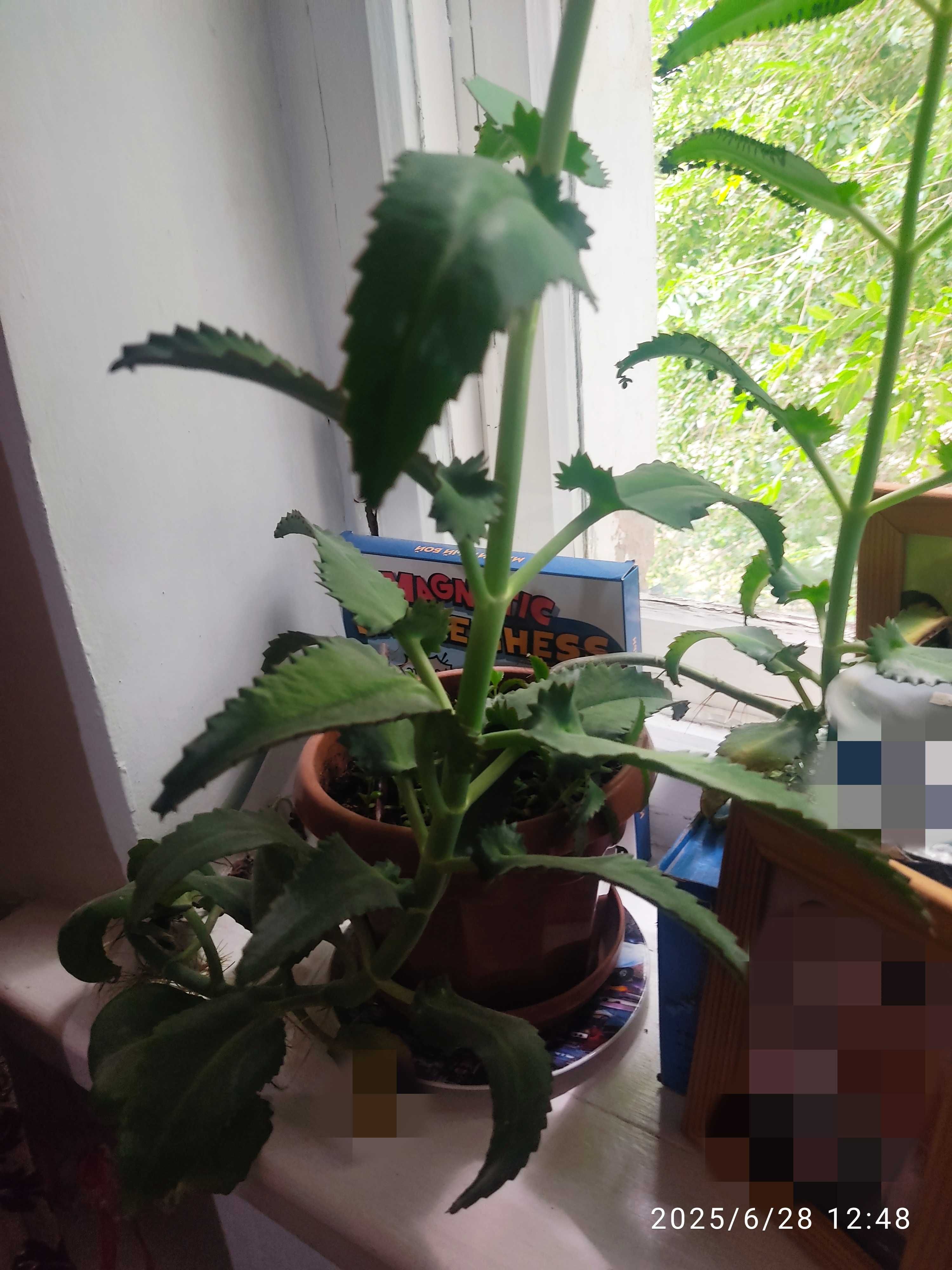 каланхоэ, комнатное растение