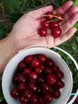 Продам вишню дачную