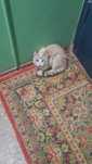 котик, выглядит породистым